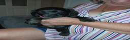 Cocker Spaniel dogs for sale: Beautiful last cocker spaniel female  - Advert 3