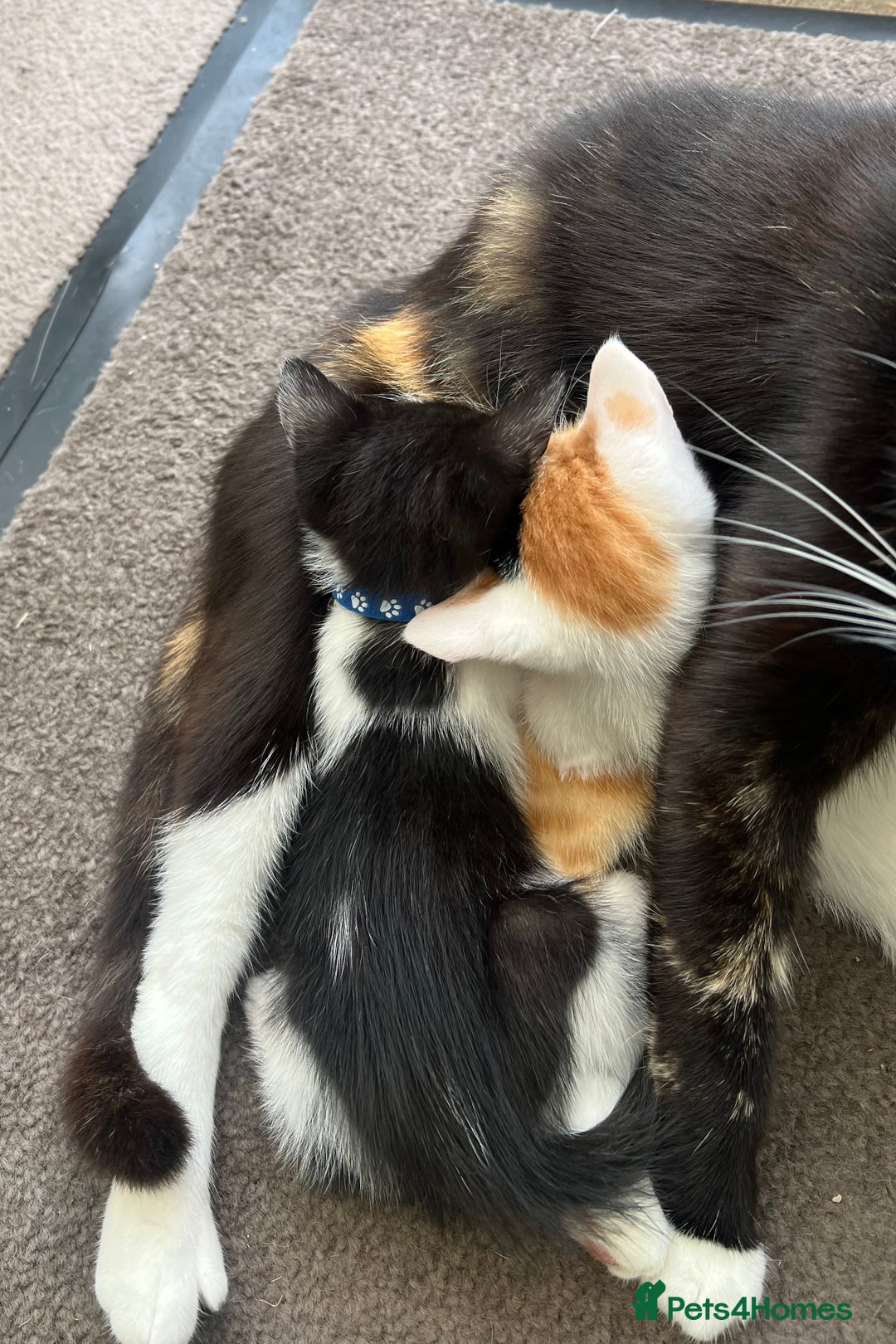 Mixed Breed cats for sale: CLEMMIE’S CUTIES- reduced price due to holidays  - Image 3