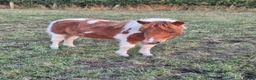 Shetland pony horses for sale: Miniature Shetlands looking for new homes - Advert 2