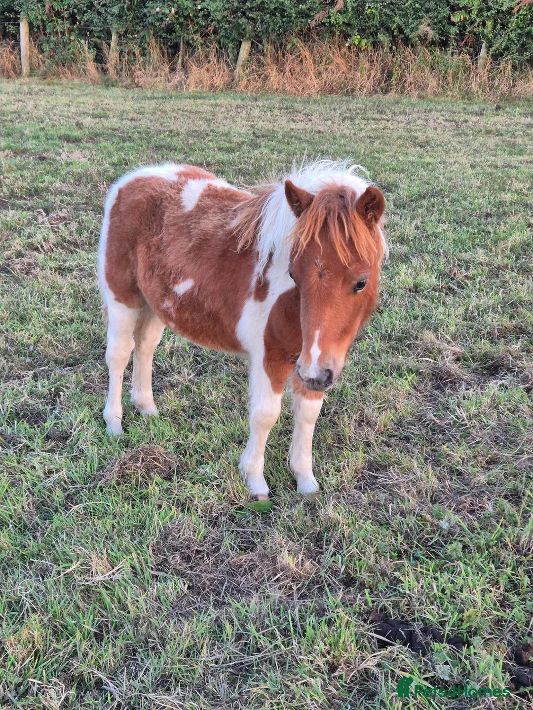 Shetland pony horses for sale: Miniature Shetlands looking for new homes - Advert 2