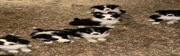 Border Collie dogs for sale: Border collie pups  - Advert 3
