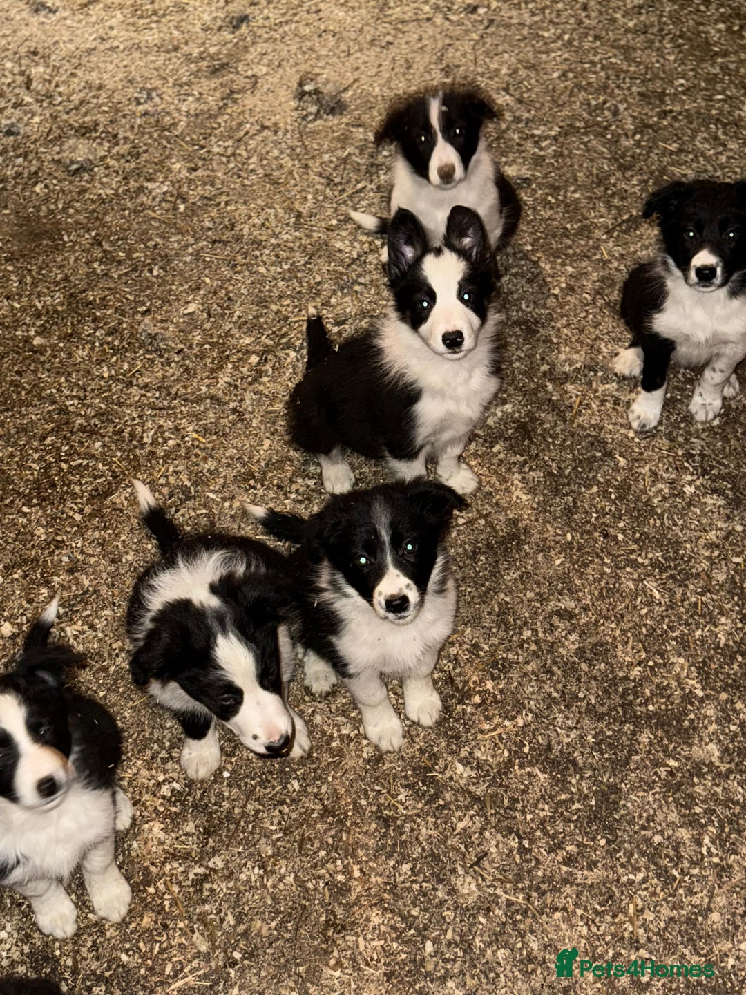 Border Collie dogs for sale: Border collie pups  - Advert 3