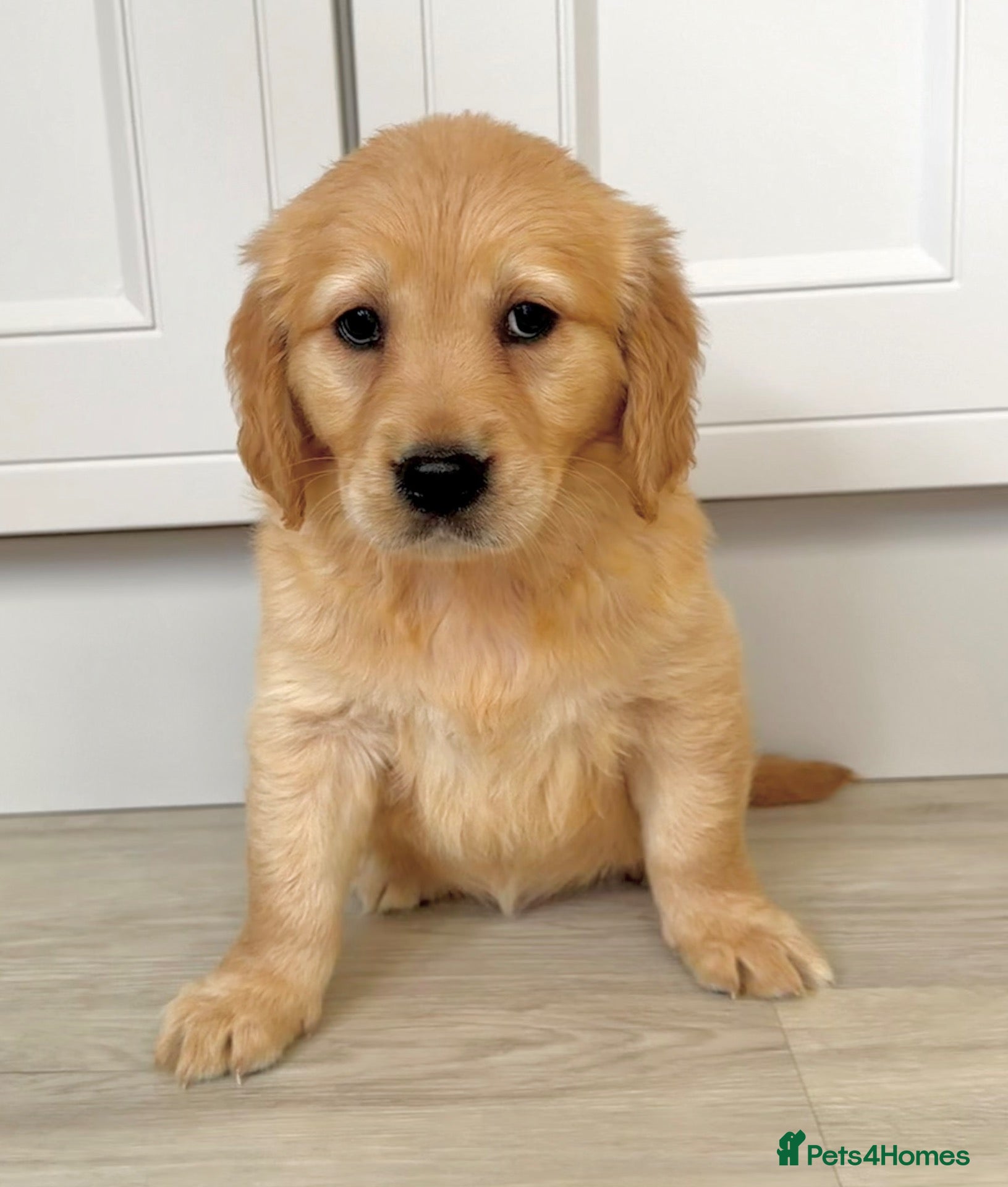 Golden Retriever dogs Golden retriever perfect puppies. 1 girl avail 💕 - Advert 5