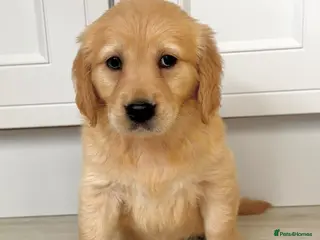 Golden Retriever dogs Golden retriever perfect puppies. 1 girl avail 💕 - Advert 5