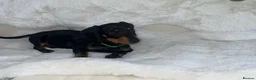 Dachshund dogs for sale: Black tan Dachshund boy  - Advert 10
