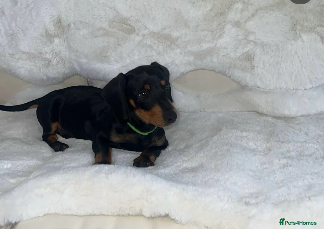 Dachshund dogs for sale: Black tan Dachshund boy  - Advert 10