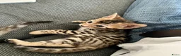 Bengal cats for sale: Brown Bengal Boy (last one) - Advert 18