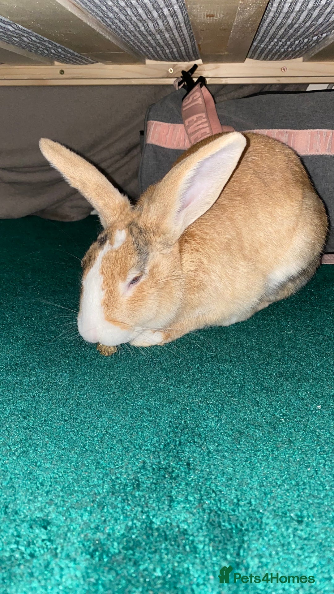 English Lop rabbits for sale: English lop for sale in Egham - Advert 3