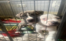 Mixed Breed dogs for sale: Looking for there forever home  - Image 2