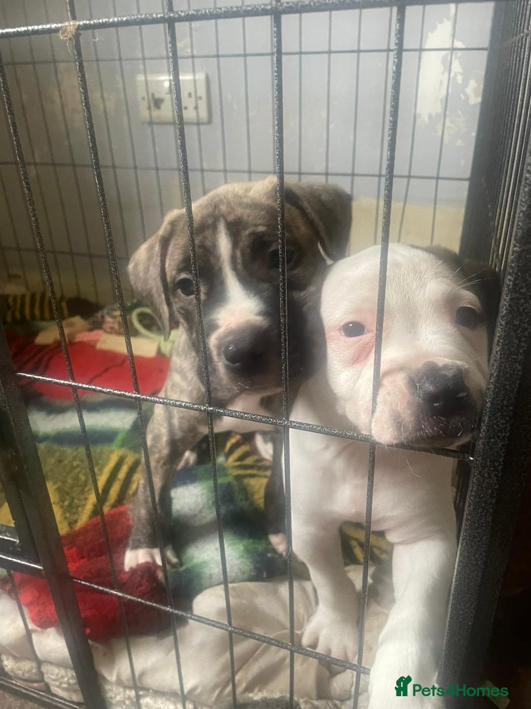Mixed Breed dogs for sale: Looking for there forever home  - Image 2