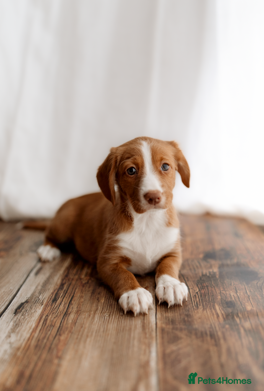 Mixed Breed dogs for sale: Border Kelpie x Cocker puppies - Advert 2