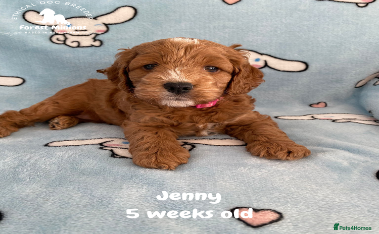 Cockapoo dogs Extensively Tested F1 Cockapoos - Advert 1