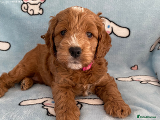 Cockapoo dogs Extensively Tested F1 Cockapoos - Advert 1