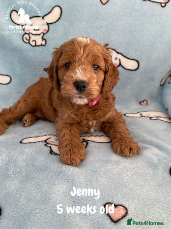 Cockapoo dogs Extensively Tested F1 Cockapoos - Advert 2