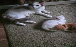 Maine Coon cats for sale: Polydactyl mainecoon/ragdoll 1 male left  - Image 8