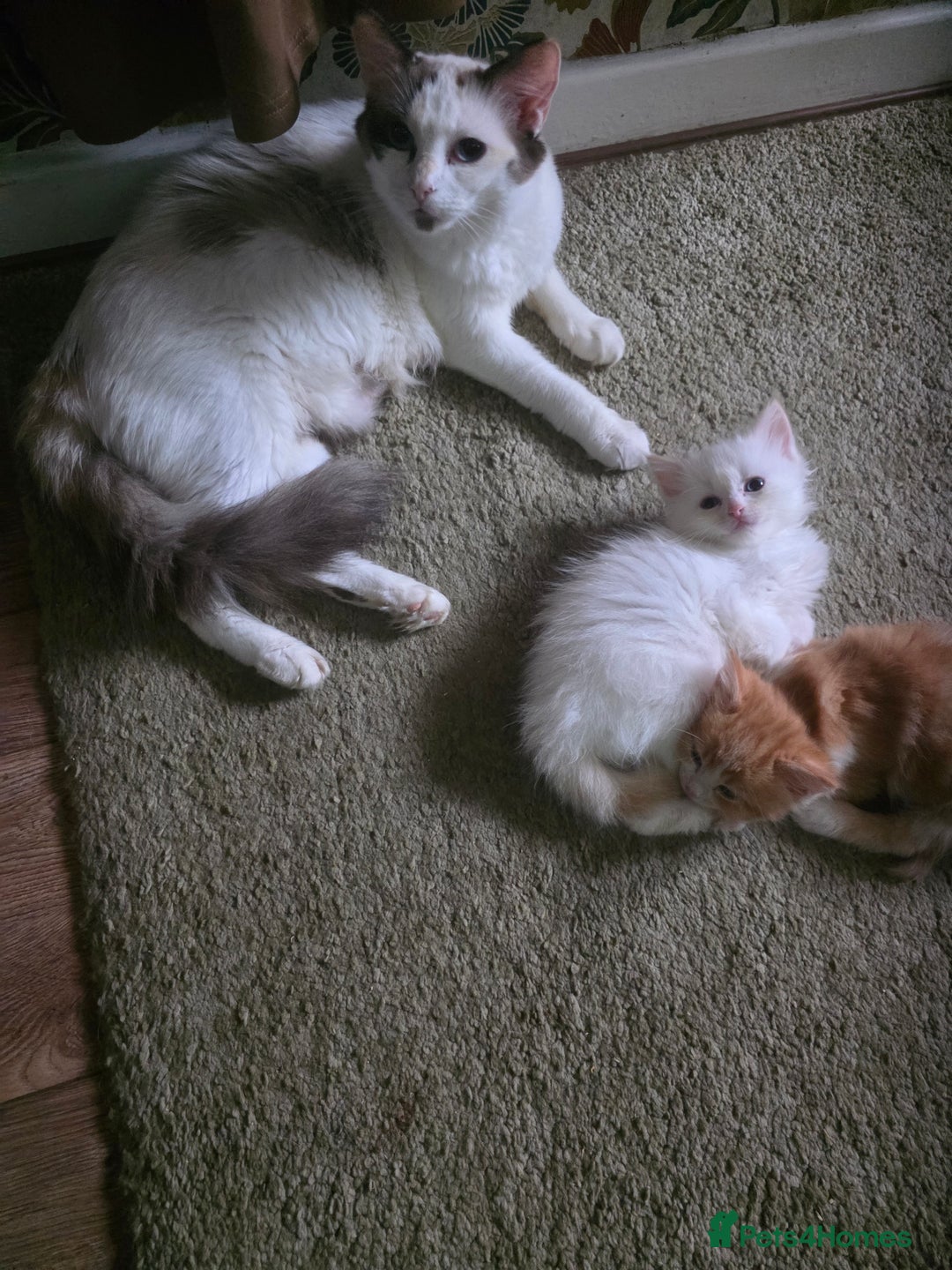 Maine Coon cats for sale: Polydactyl mainecoon/ragdoll 1 male left  - Image 8