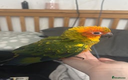 Ringnecks birds for sale: Baby sun conure  in Redcar - Image 11