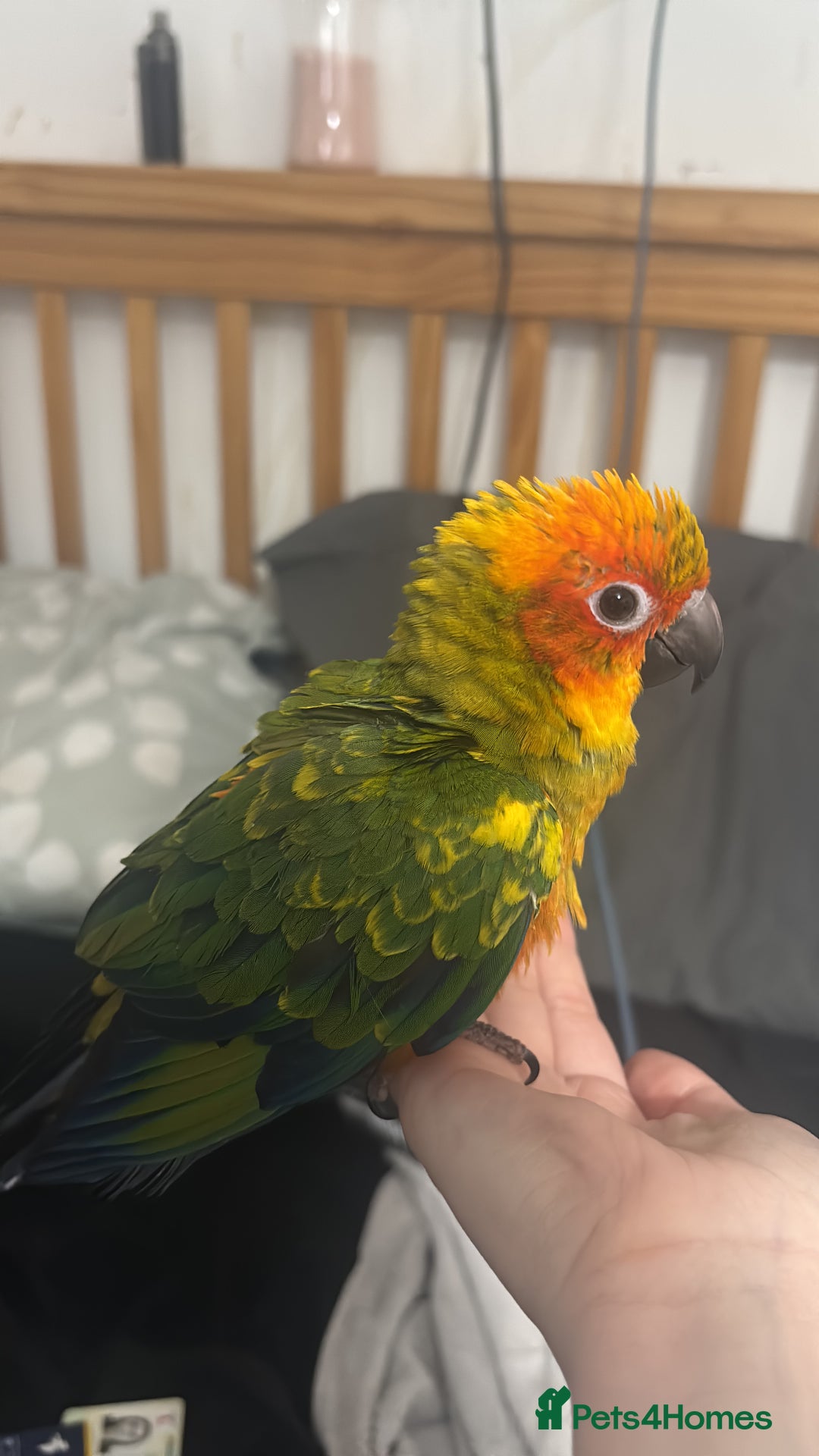 Ringnecks birds for sale: Baby sun conure  in Redcar - Image 11