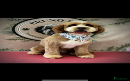 Mixed Breed dogs for sale: Beautiful miniature labradoodle puppies  - Image 4