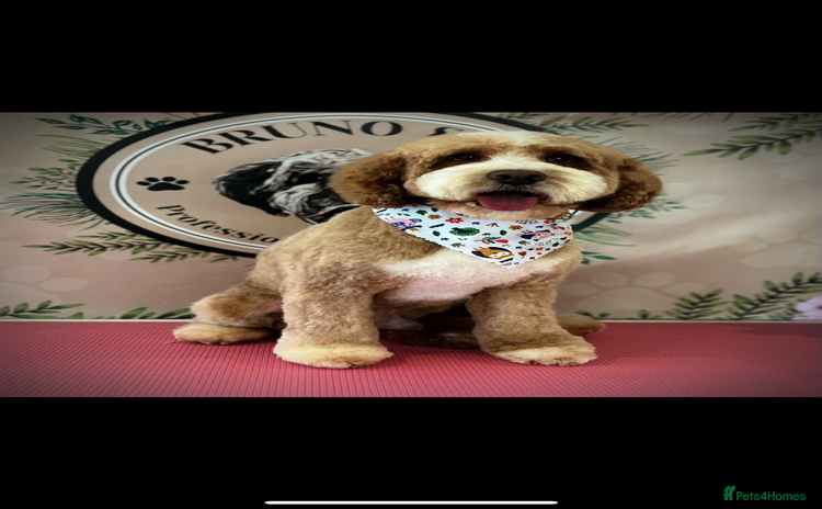 Mixed Breed dogs Beautiful miniature labradoodle puppies  - Advert 9