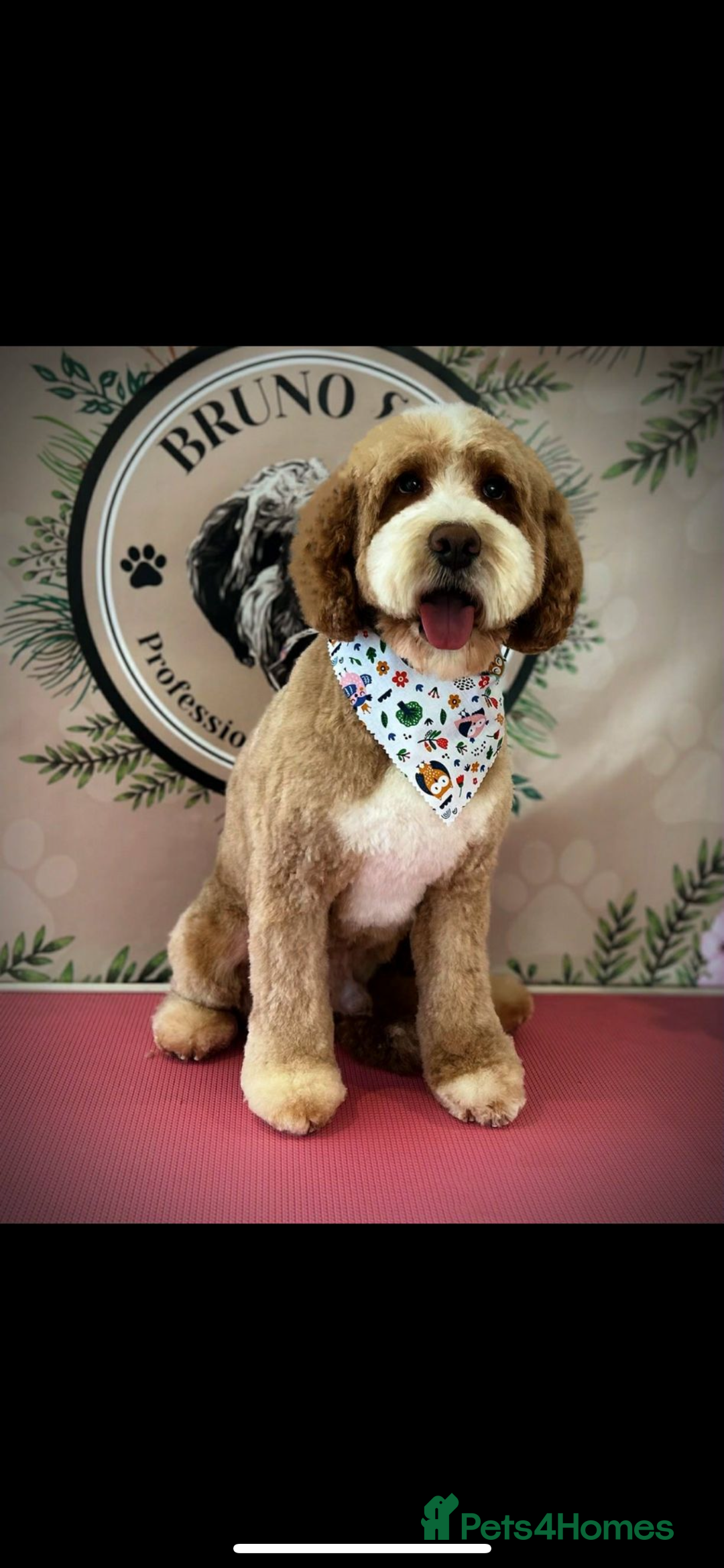 Mixed Breed dogs for sale: Beautiful miniature labradoodle puppies  - Image 4