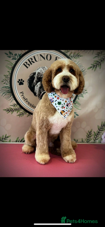 Mixed Breed dogs Beautiful miniature labradoodle puppies - Advert 9