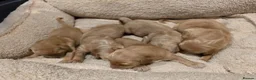 Golden Retriever dogs for sale: Golden retriever champion bloodline puppies. - Advert 25