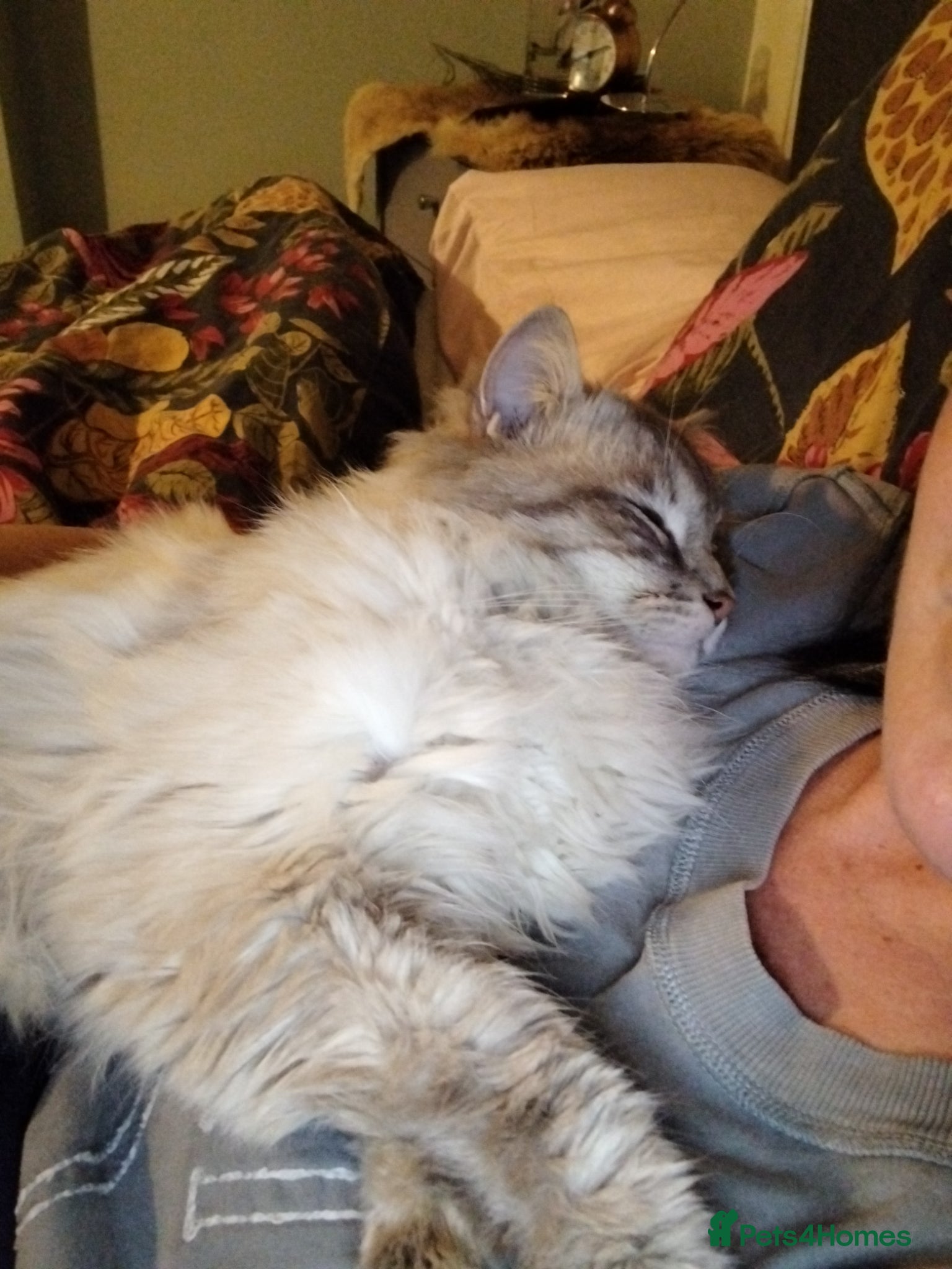 Ragdoll cats for stud: Beautiful 3 year old Ragdoll for stud  - Advert 3