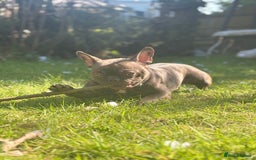 French Bulldog dogs for sale: 2 year old frenchie girl  - Image 2