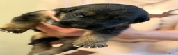 German Shepherd dogs for sale: 🐾 KC Registered German Shepherd Puppies 🐾 in Kirkcaldy - Advert 4