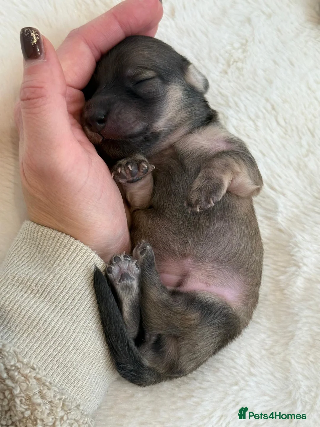 Miniature Dachshund dogs for stud: Shaded cream miniature dachshund 3.6kg - Advert 23