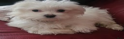 Maltese dogs for sale: Female Maltese  - Advert 4