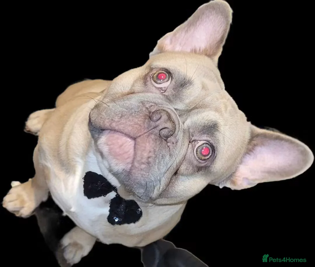 Mixed Breed dogs for stud: MALE Frenchie ROLLO for STUD - Advert 2