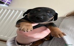 Mixed Breed dogs for sale: 7 Dachshund x jack russel puppies  - Image 8
