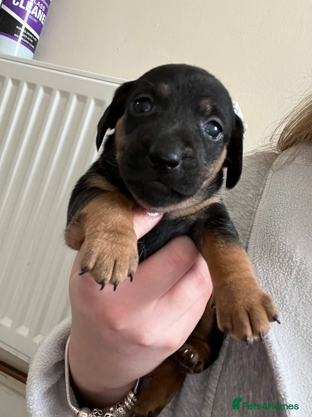 Mixed Breed dogs for sale: 7 Dachshund x jack russel puppies  - Image 8
