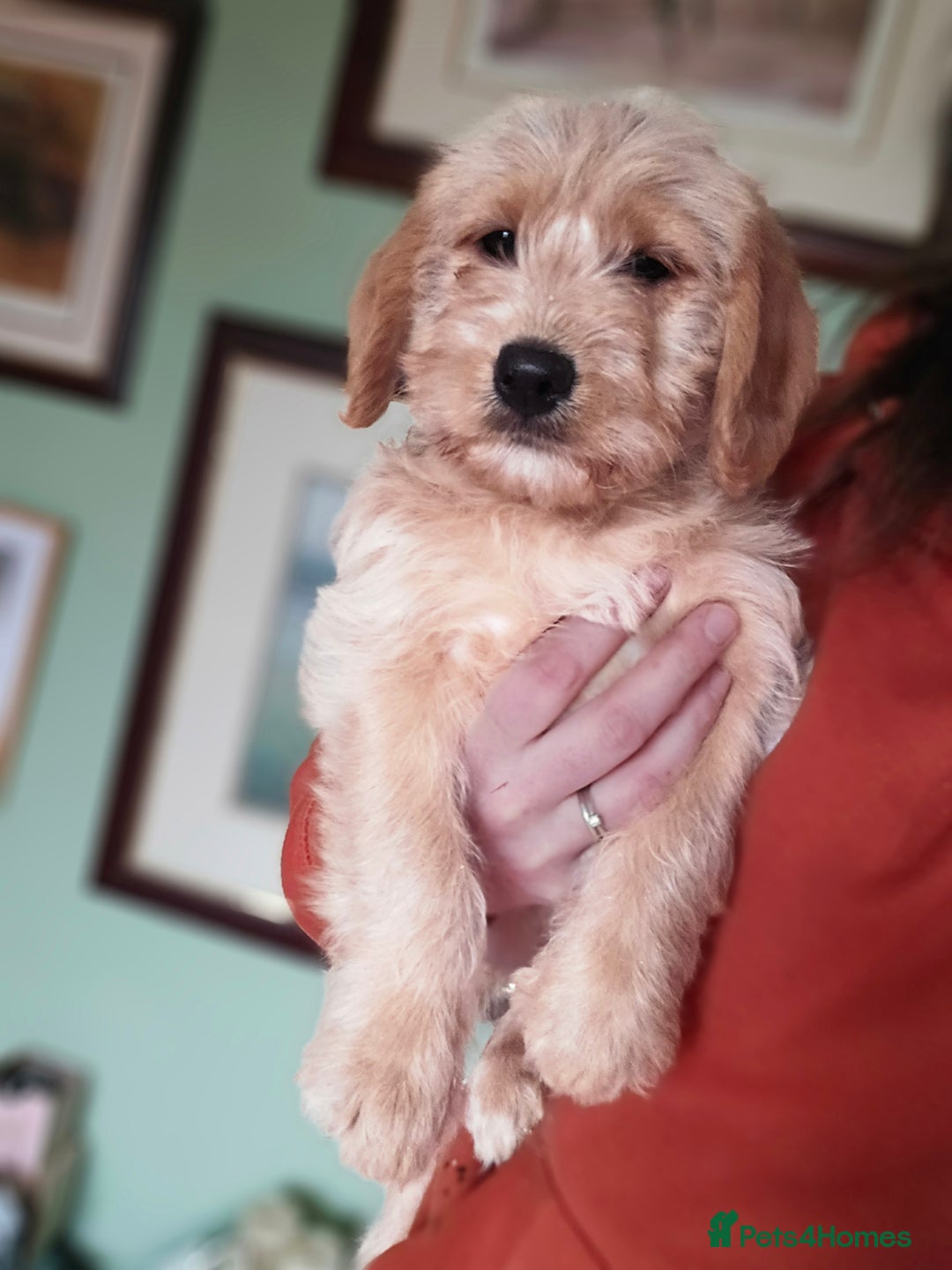 Labradoodle dogs for sale: F1 MINI LABRADOODLES ready to leave 3rd dec  - Advert 24