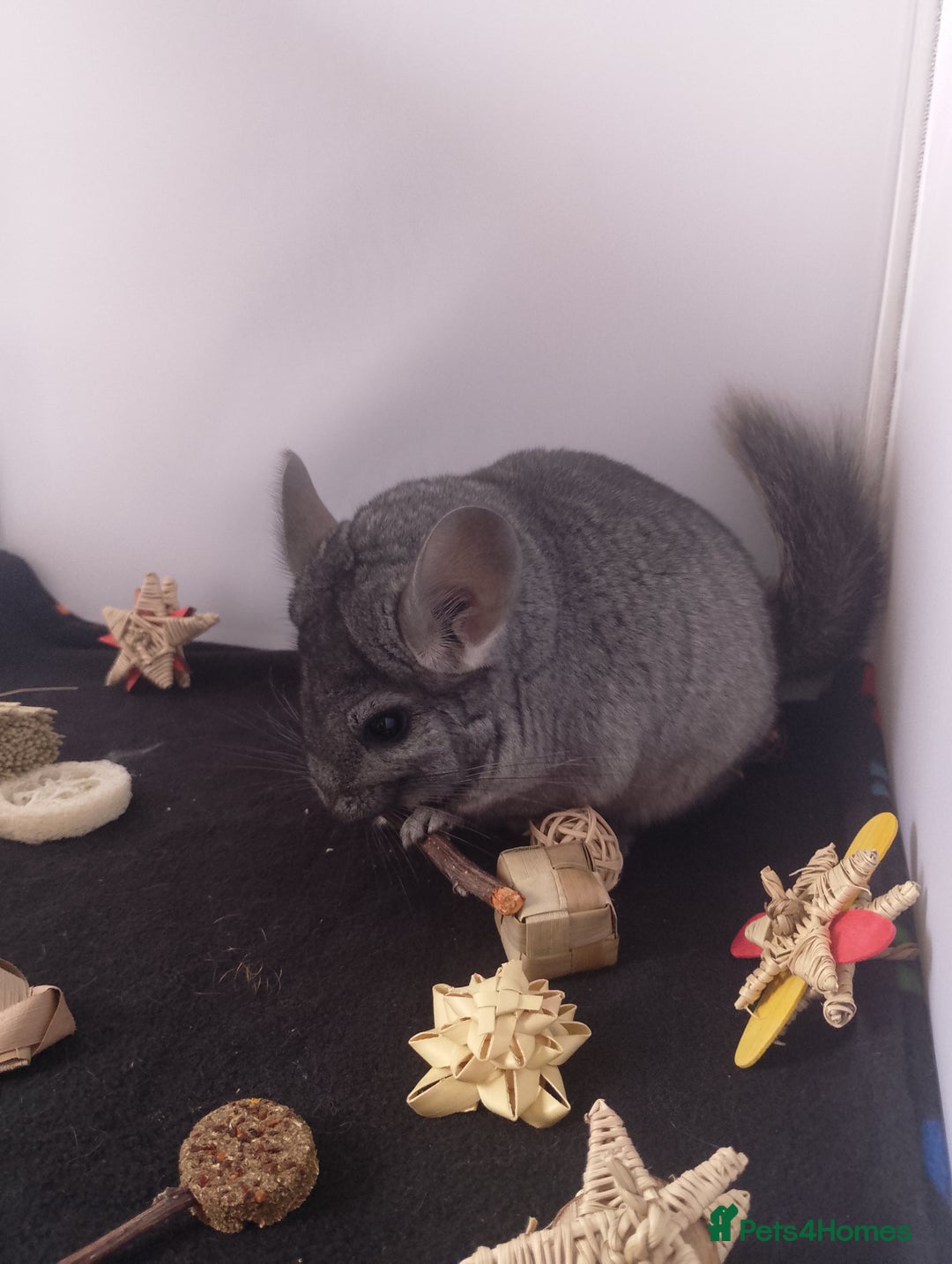 Chinchilla rodents for sale: Female RPA / RPAc baby Chinchillas - Advert 6