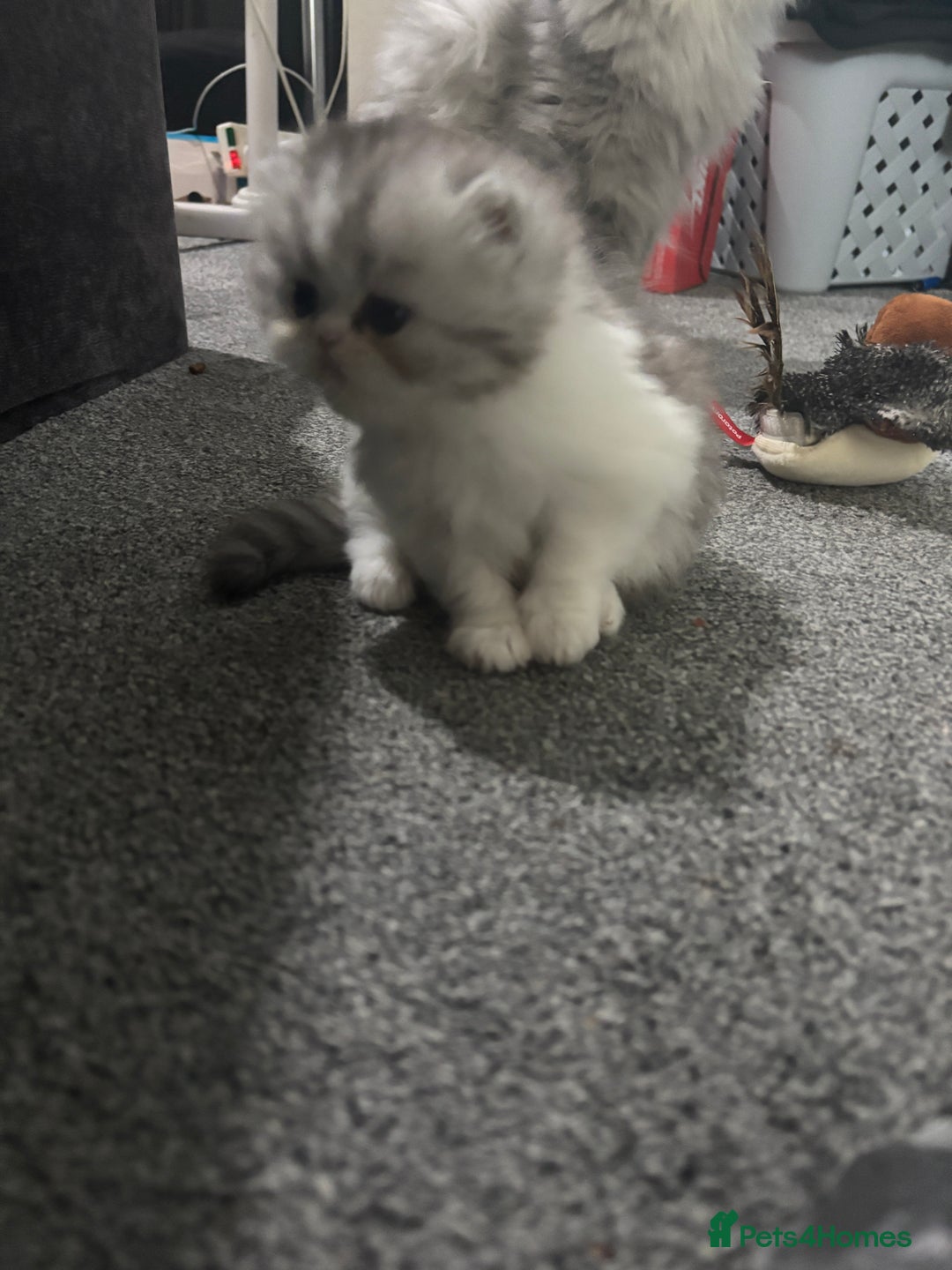 Persian cats for sale: Persian chinchilla kitten  - Image 27