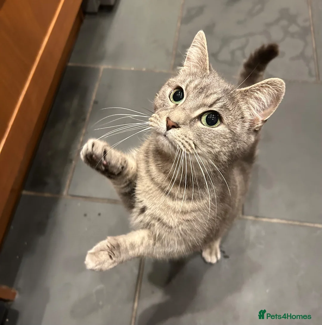 Russian Blue cats for sale: Russian blue male kitten for sale  in Chelmsford - Advert 3