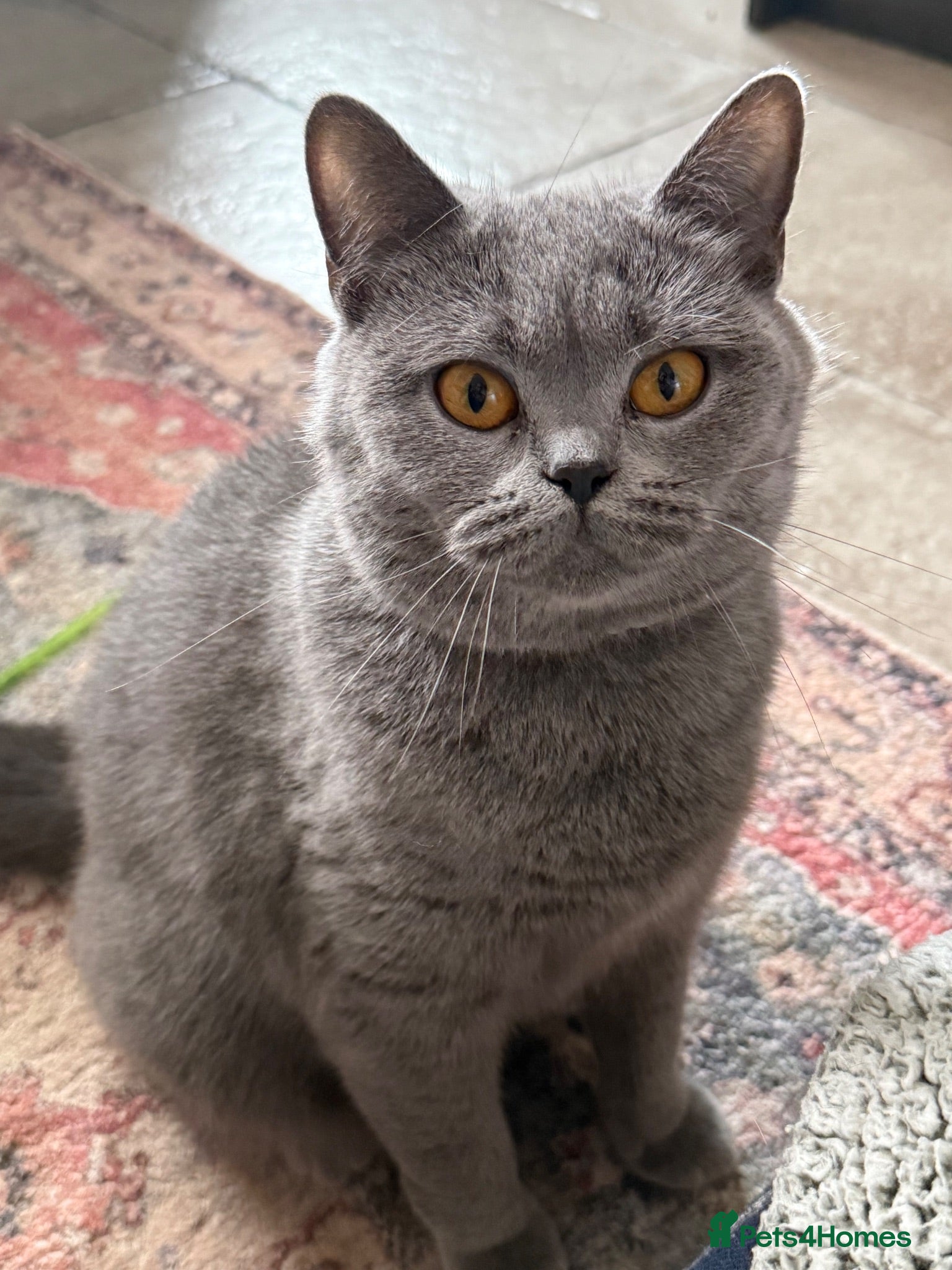British Shorthair cats British Shorthair kittens - Advert 1