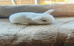 Mini Lop rabbits for sale: 6 baby mini lops ready to reserve  - Image 8