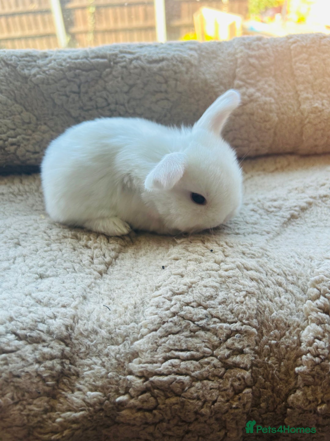 Mini Lop rabbits for sale: 6 baby mini lops ready to reserve  - Image 8