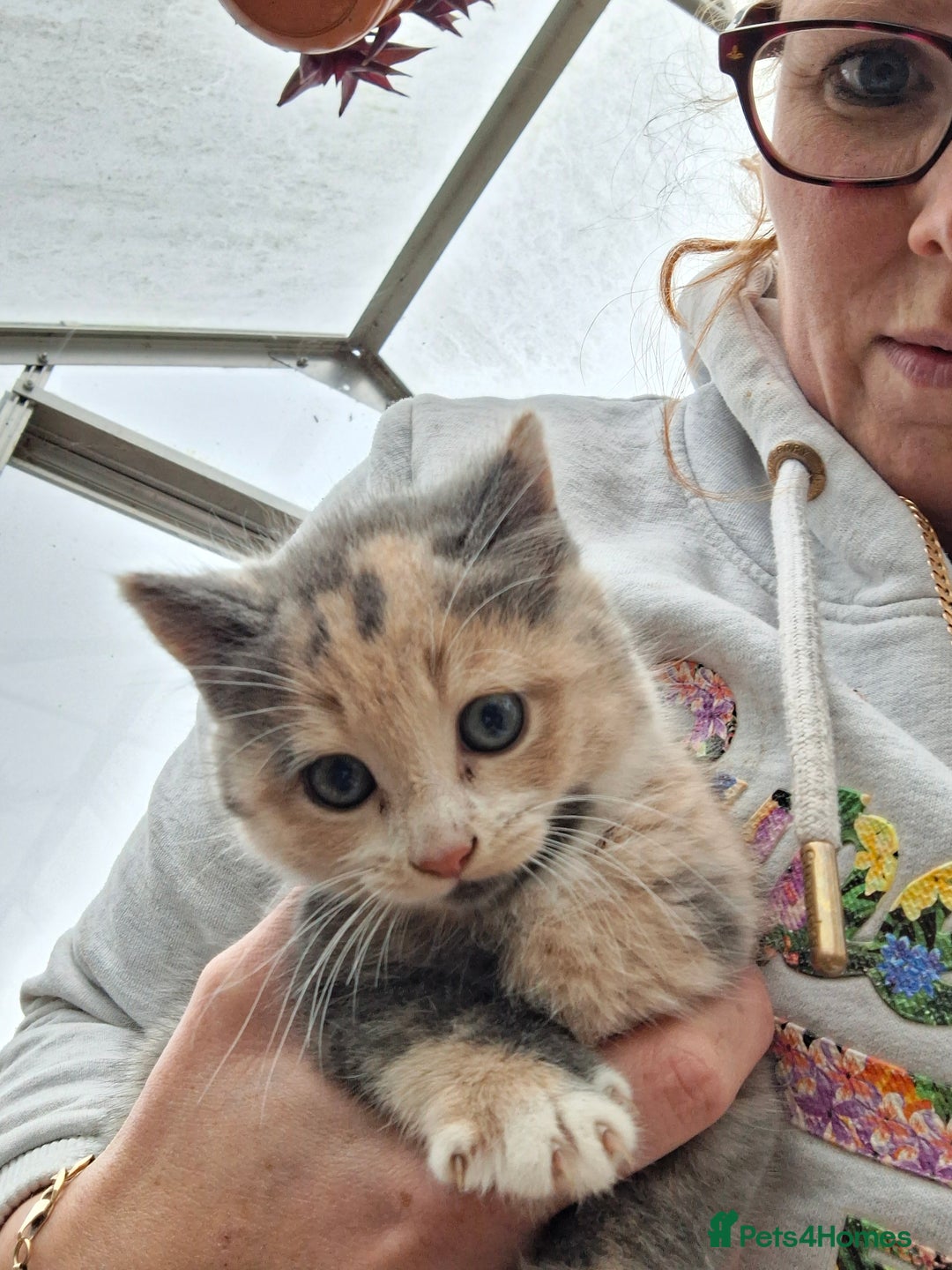 Mixed Breed cats for sale: Grey kittens  - Advert 4