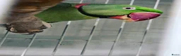 Parrots birds for sale: Alexandrine Parrot - Advert 5