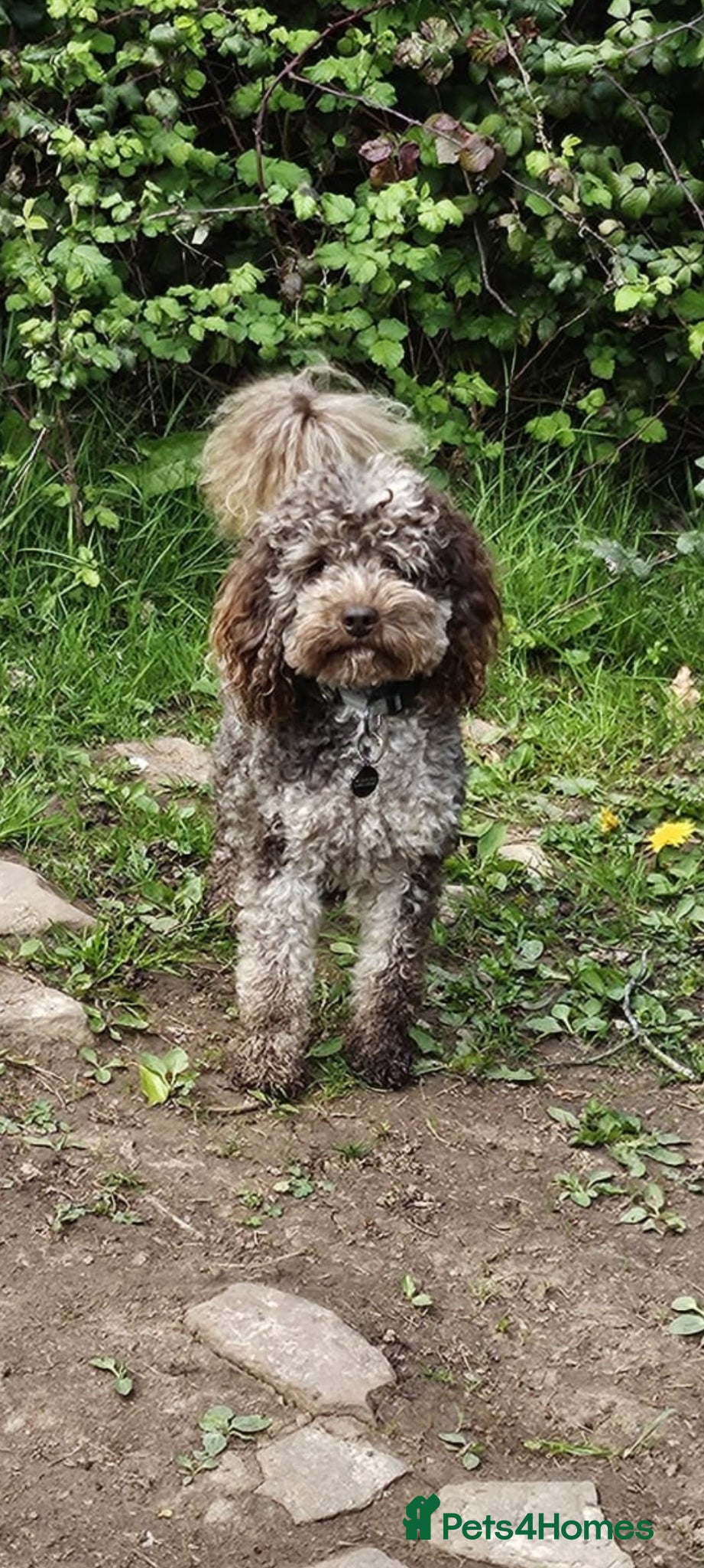 Toy Poodle dogs Cockapoo stud chocolate merle  - Advert 24