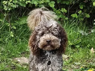 Toy Poodle dogs Cockapoo stud chocolate merle - Advert 24