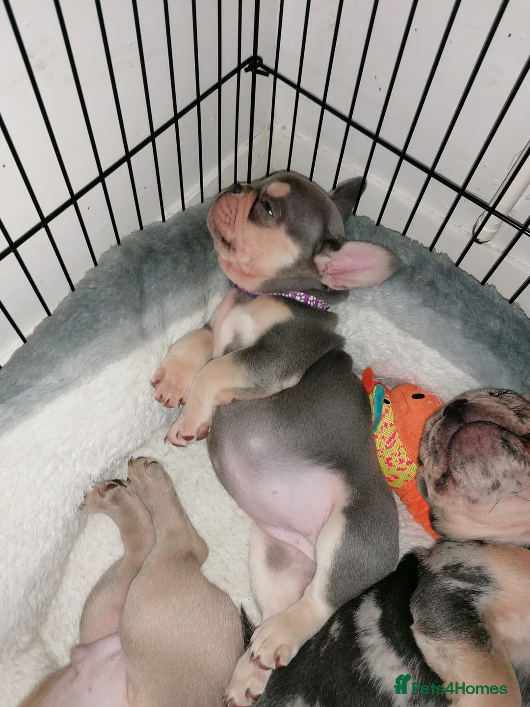 French Bulldog dogs for sale: Adorable Litter French Bulldog Puppies in Coventry - Advert 1