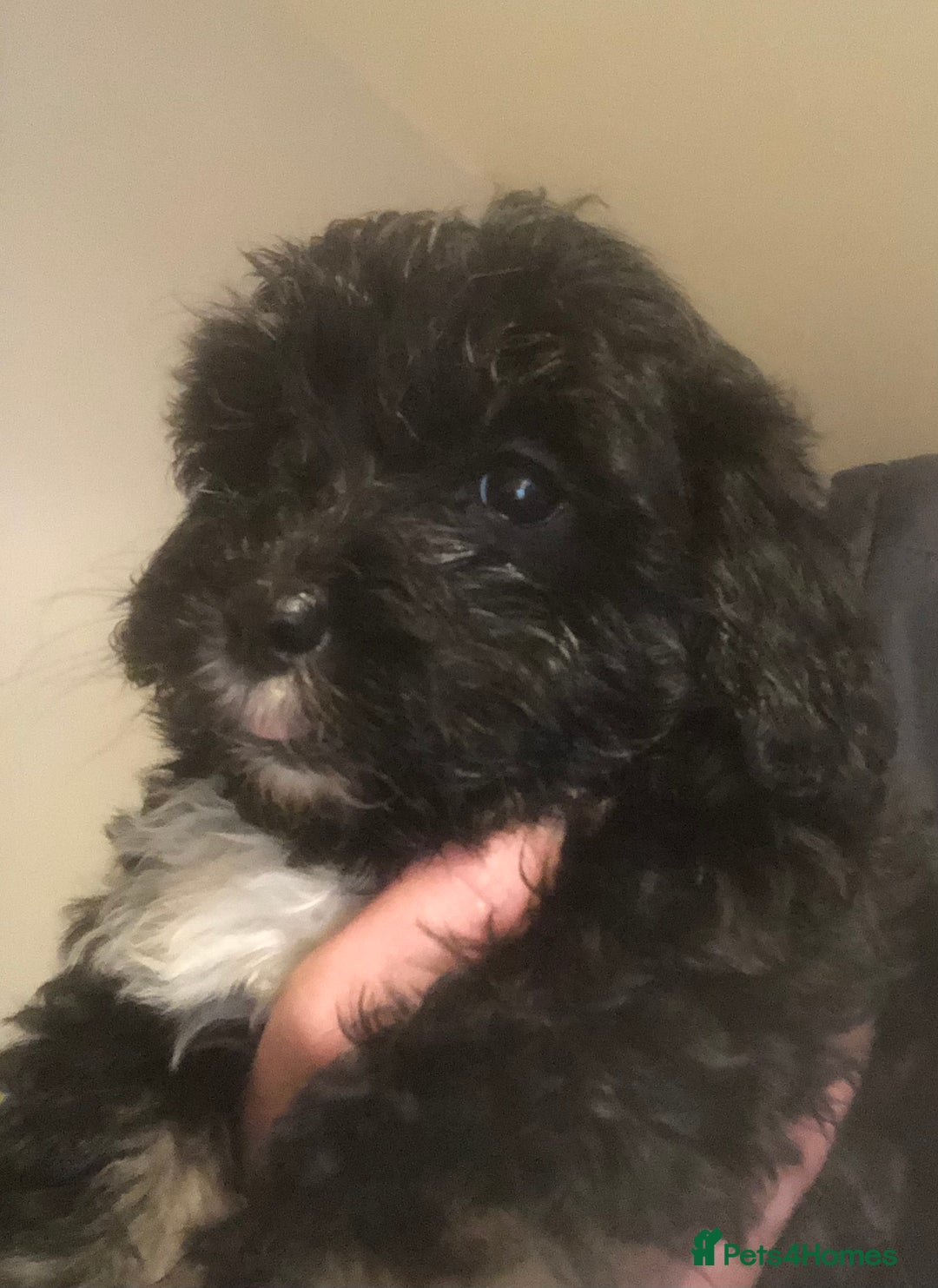 Mixed Breed dogs for sale: Poodle x Maltizu puppies - Advert 8