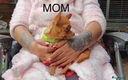 Chihuahua dogs for sale: Chihuahua 2 boys pups - Image 16