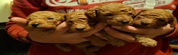 Toy Poodle dogs for stud: KC RED TOY POODLE STUD - Advert 5